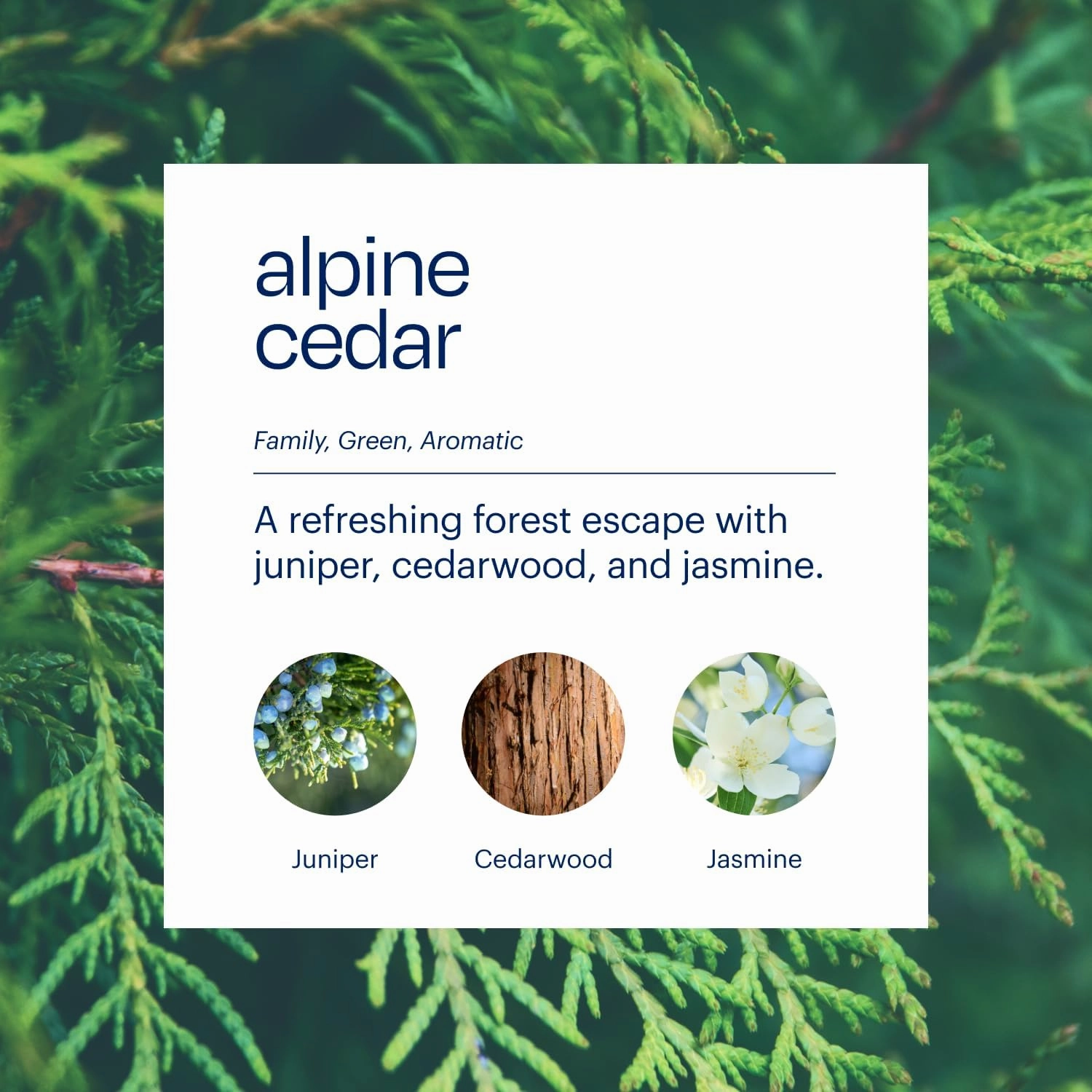 Aera True Loves Alpine Cedar – Deodorizing Home Fragrance Mini Scent Refill for Pet Odor – Notes of Juniper, Cedarwood & Jasmine – Compatible With Aera Smart Diffuser – 12.5mL
