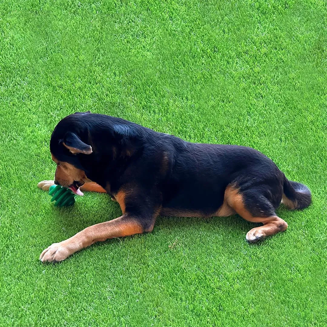 Alpha - Spiral - Heavy-Duty Rubber Dog Enrichment Chew Toy & Treat Spreader - Choose Your Color - 4" L × 3.5" W × 3.5" H (Green)