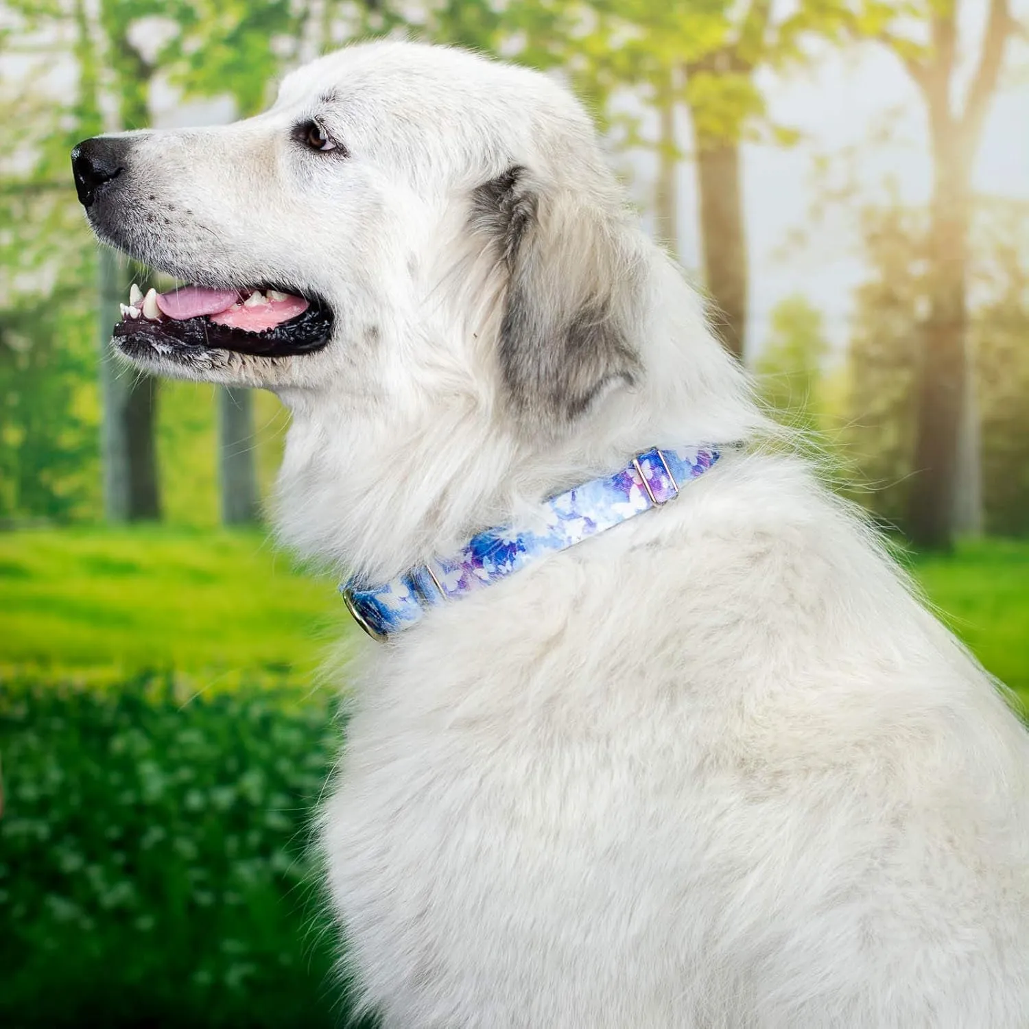 Country Brook Petz - Watercolor Butterflies Martingale Dog Collar and Leash - Critter Corner Collection Featuring Creature Themed Designs (1 inch, Extra Large)