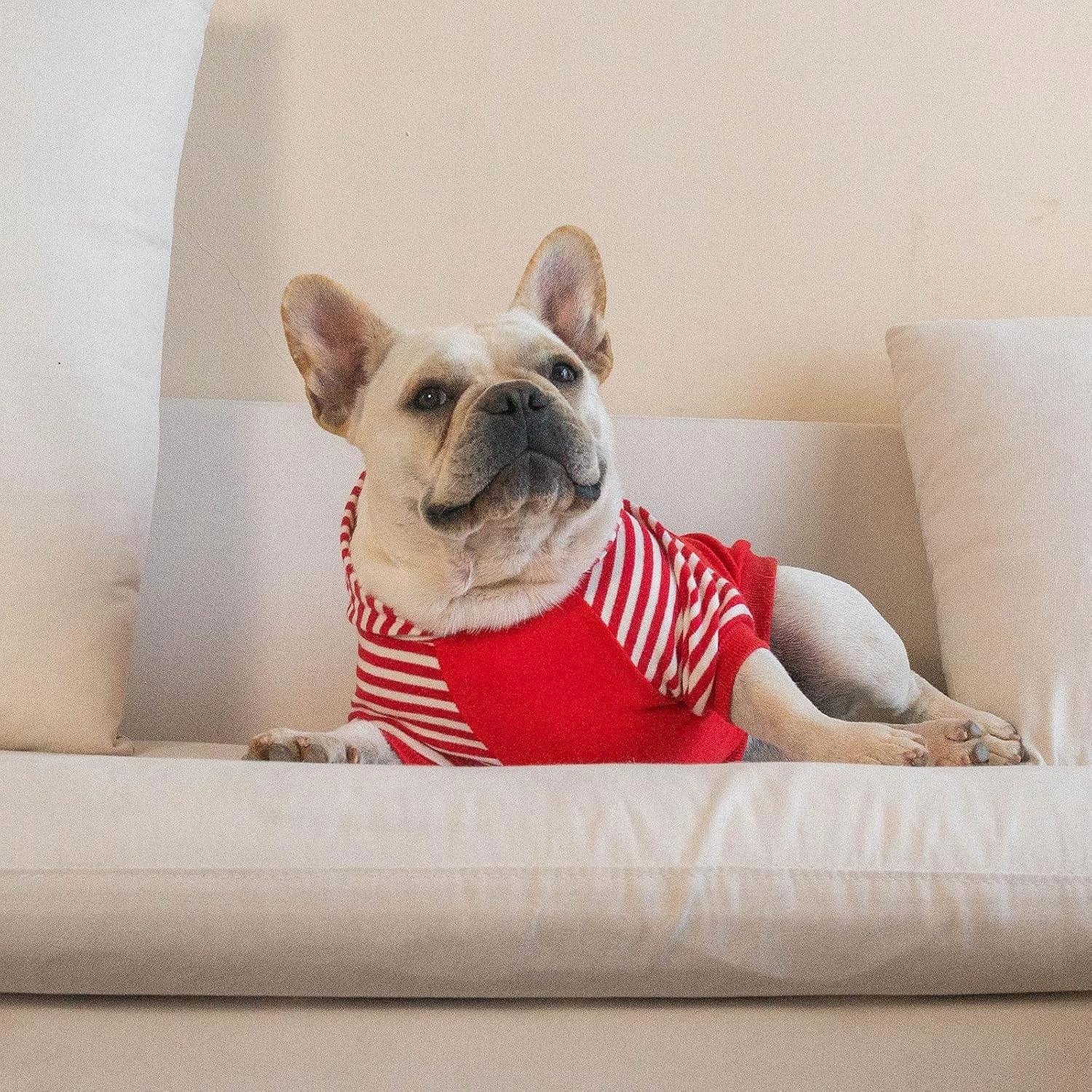 CuteBone Dog Hoodie for Small Dogs, Soft & Cozy Pet Sweatshirt, Lightweight Puppy Clothes with Hood, Comfortable & Easy to Wear, Ideal for Chilly Weather, Stylish Dog Outfit DH01S