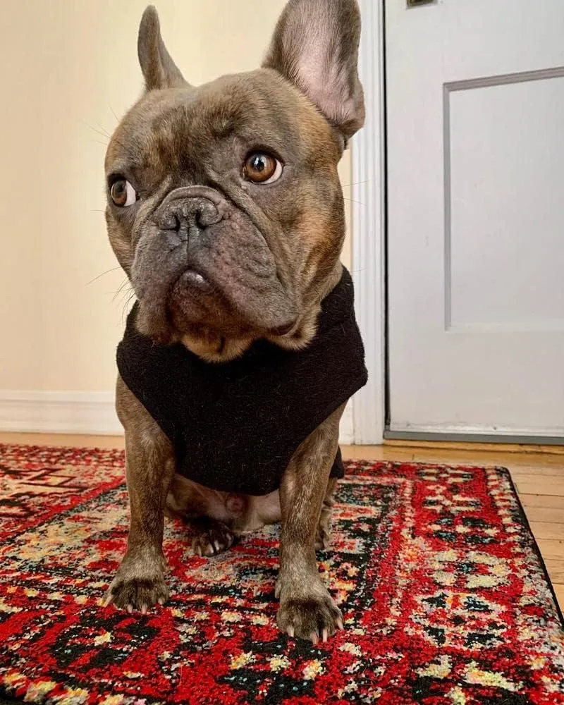 Gooby - Stretch Fleece Vest, Pullover Fleece Vest Jacket Sweater for Dogs, Black, Large