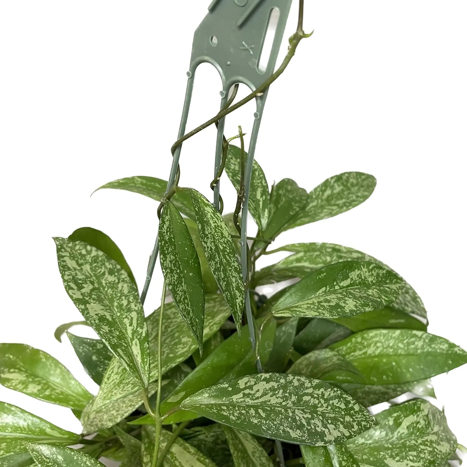 Hoya Publicalyx Splash Red Button - Hoya Plant - Air Purifying Plant - Pet Friendly Plant - Hoya Plants Live Houseplants - Wax Plant (3-4 Plants, 4" Pot)