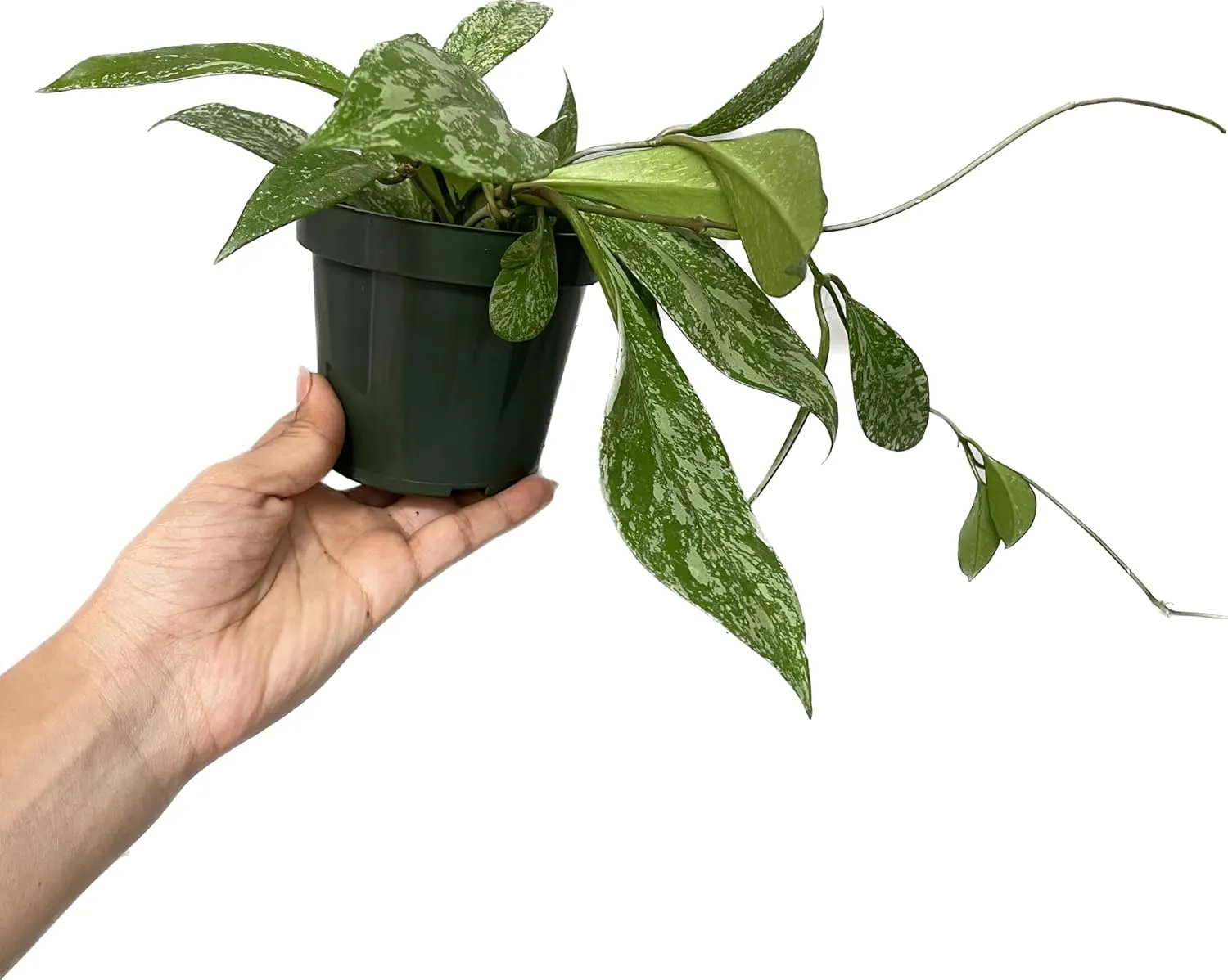 Hoya Publicalyx Splash Red Button - Hoya Plant - Air Purifying Plant - Pet Friendly Plant - Hoya Plants Live Houseplants - Wax Plant (3-4 Plants, 4" Pot)