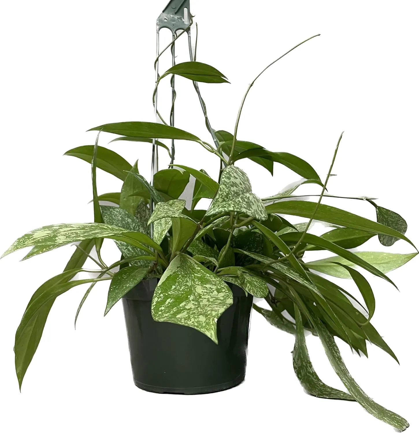 Hoya Publicalyx Splash Red Button - Hoya Plant - Air Purifying Plant - Pet Friendly Plant - Hoya Plants Live Houseplants - Wax Plant (3-4 Plants, 4" Pot)