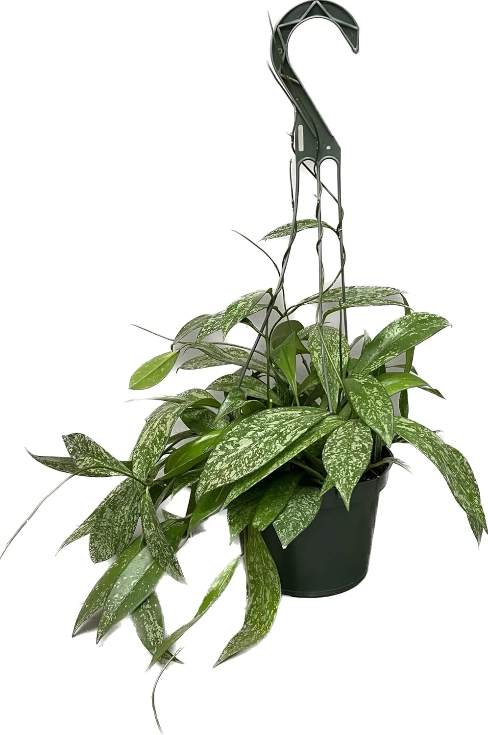 Hoya Publicalyx Splash Red Button - Hoya Plant - Air Purifying Plant - Pet Friendly Plant - Hoya Plants Live Houseplants - Wax Plant (3-4 Plants, 4" Pot)