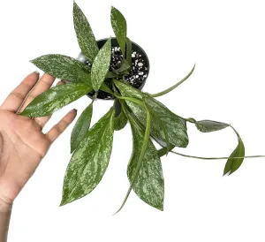 Hoya Publicalyx Splash Red Button - Hoya Plant - Air Purifying Plant - Pet Friendly Plant - Hoya Plants Live Houseplants - Wax Plant (3-4 Plants, 4" Pot)