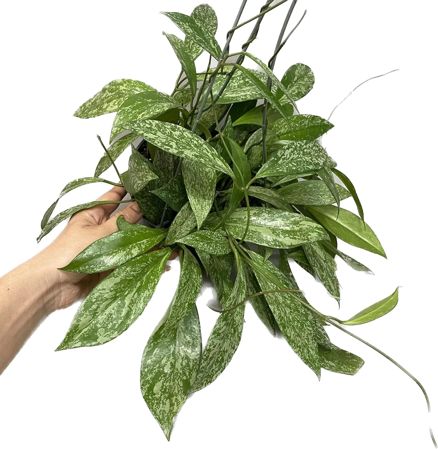 Hoya Publicalyx Splash Red Button - Hoya Plant - Air Purifying Plant - Pet Friendly Plant - Hoya Plants Live Houseplants - Wax Plant (3-4 Plants, 4" Pot)