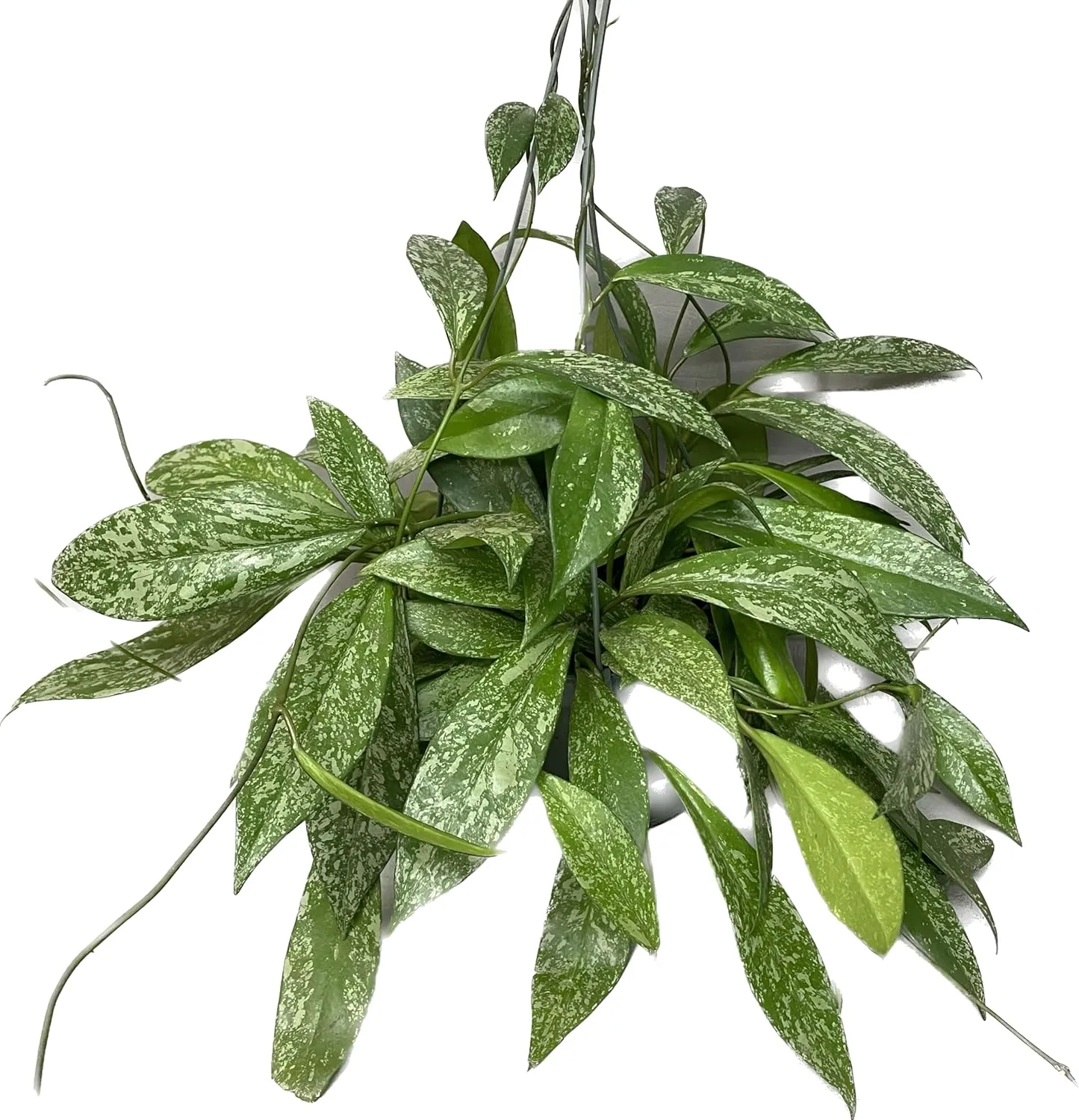 Hoya Publicalyx Splash Red Button - Hoya Plant - Air Purifying Plant - Pet Friendly Plant - Hoya Plants Live Houseplants - Wax Plant (3-4 Plants, 4" Pot)