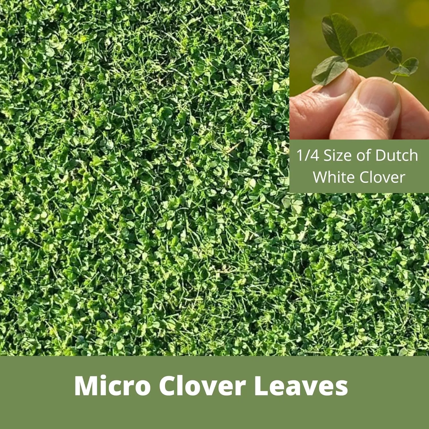Micro Clover Seed, Organic Coated, Eco-Friendly, Low Growing, Low Maintenance, Lawn Alternative, Compostable Pouch, Over-Seed up to 500 sqft