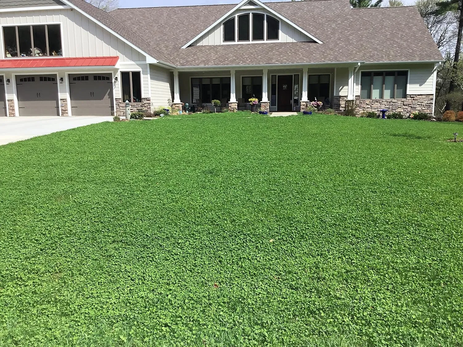 Micro Clover Seed, Organic Coated, Eco-Friendly, Low Growing, Low Maintenance, Lawn Alternative, Compostable Pouch, Over-Seed up to 500 sqft