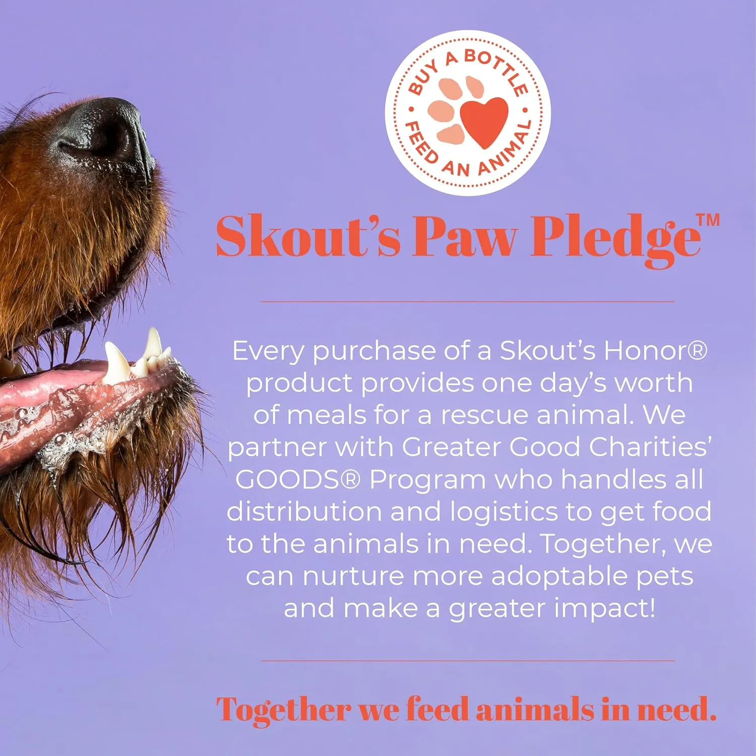 SKOUT'S HONOR Pet Stain and Odor Remover - Powerful Cleaner for Dog Urine, sweat, and other messes, Destroys and Removes Odor and Stain Molecules, Eco-Friendly Formula for Carpets and Home, 35oz